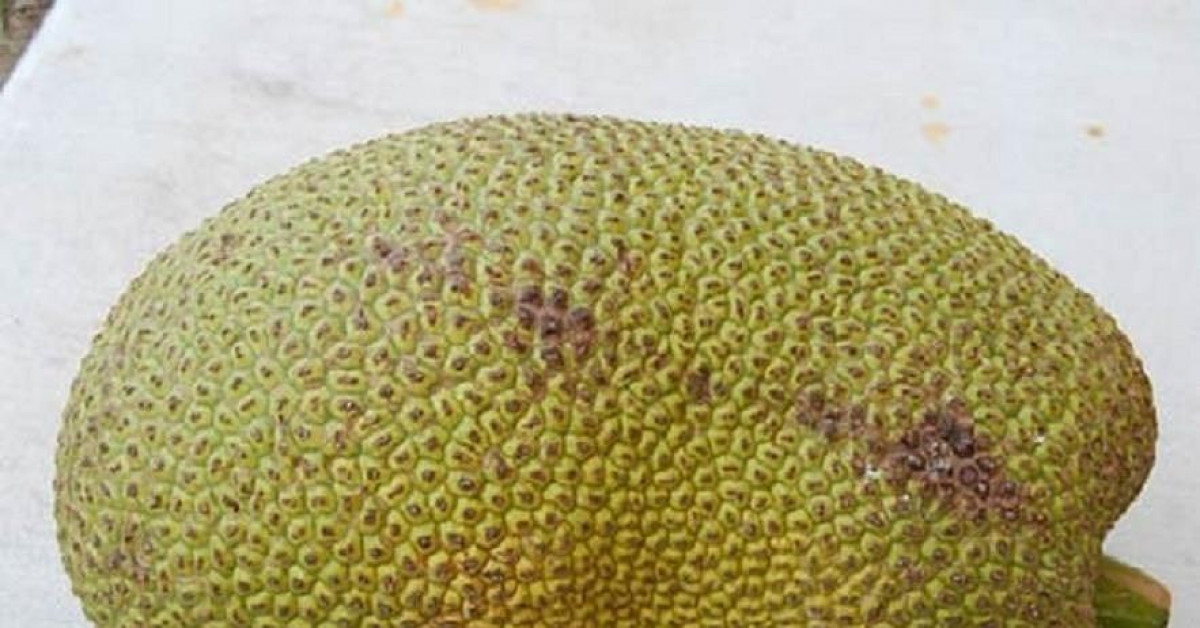 Pháp luật - Trộm 1 trái mít, lãnh hơn 2 năm tù