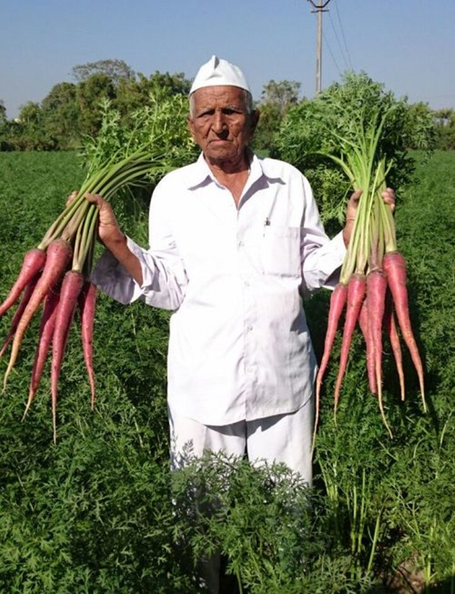 Năm 13 tuổi, ông Vallabhbhai Vasrambhai Marvaniya (sống ở Ấn Độ) phải nghỉ học để giúp cha mẹ công việc ở trang trại rộng 2ha trồng ngũ cốc, lạc, ngô để bán, còn cà rốt được trồng để nuôi gia súc. 