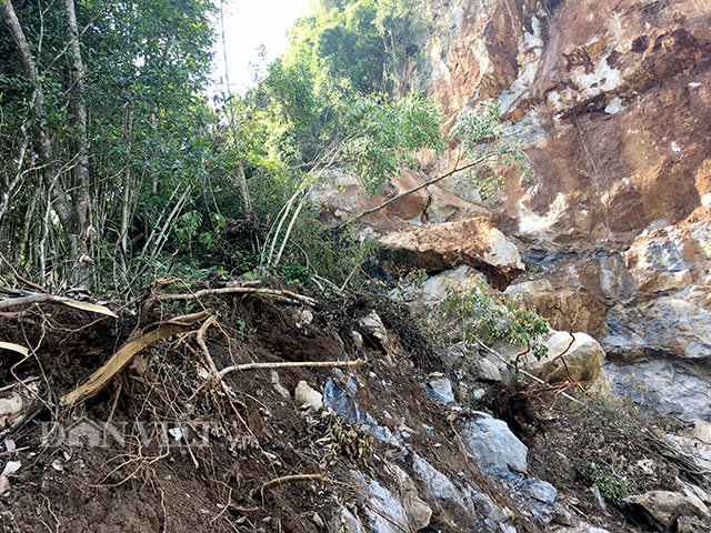 Cây cối của gia đình ông Trương Trung Ánh bị&nbsp;vùi lấp sau sạt núi.