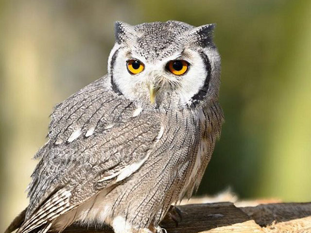 Media - Khó chịu khi bị "săm soi", cú mèo nổi giận tấn công camera