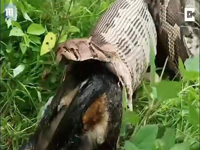Phi thường - kỳ quặc - Thấy không ổn, trăn khổng lồ vặn mình "trả lại" nguyên con mồi lớn trong bụng