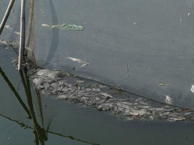 Cá chết đầy mặt hồ Yên Sở bốc mùi hôi thối, công nhân vệ sinh vớt cá suốt 2 ngày