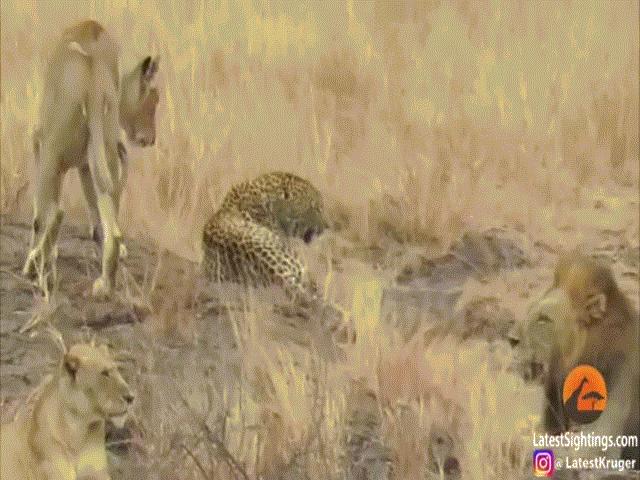 Thế giới - Video: Bị bầy sư tử vây chặt, báo hoa mai dùng mưu thoát hiểm thông minh chưa từng thấy