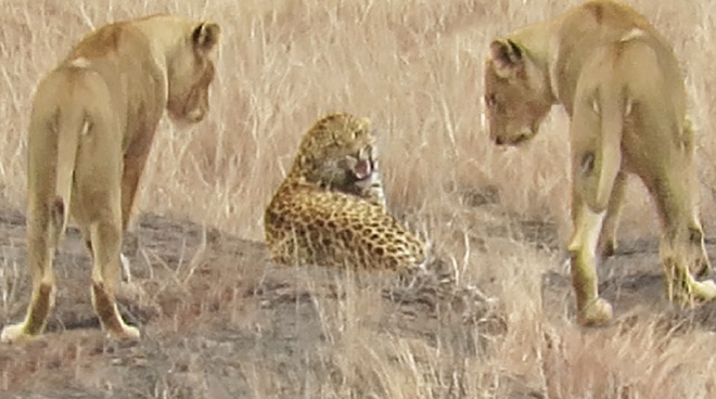 Báo hoa mai bị bầy sư tử bao vây.
