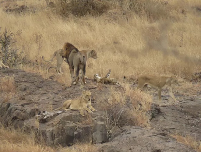 Con báo nằm lăn xuống đất, khiến cho những con sư tử tưởng như nó vô hại.