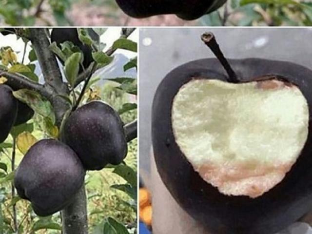 Thị trường - Tiêu dùng - Giới nhiều tiền chi nửa triệu bạc mua một trái táo "đen như than"