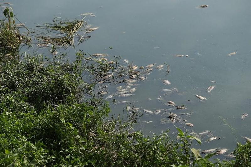 Cá chết đầy mặt hồ Yên Sở bốc mùi hôi thối, công nhân vệ sinh vớt cá suốt 2 ngày - 5