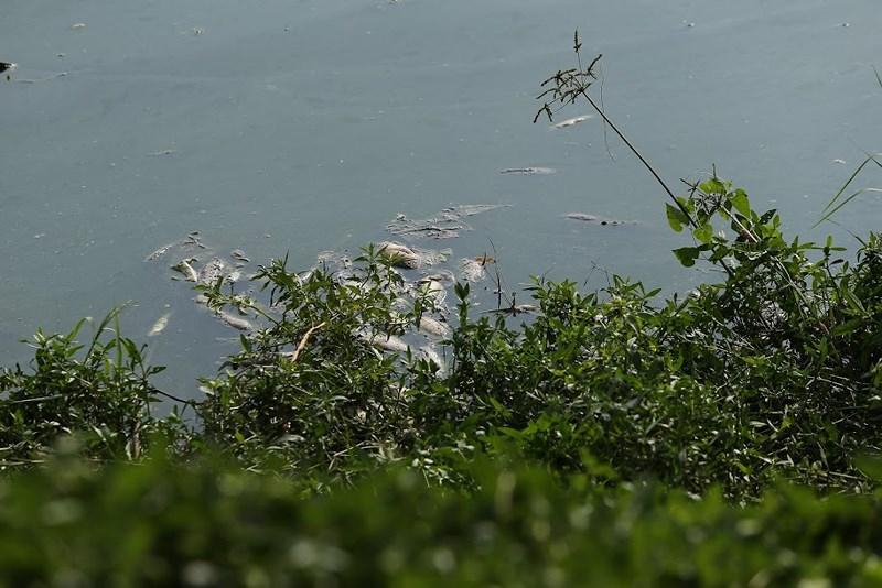 Cá chết đầy mặt hồ Yên Sở bốc mùi hôi thối, công nhân vệ sinh vớt cá suốt 2 ngày - 4
