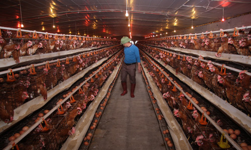 Trại nuôi gà cho trứng của Công ty TNHH Công Phượng (Nam Định). &nbsp;Ảnh: &nbsp;tư liệu