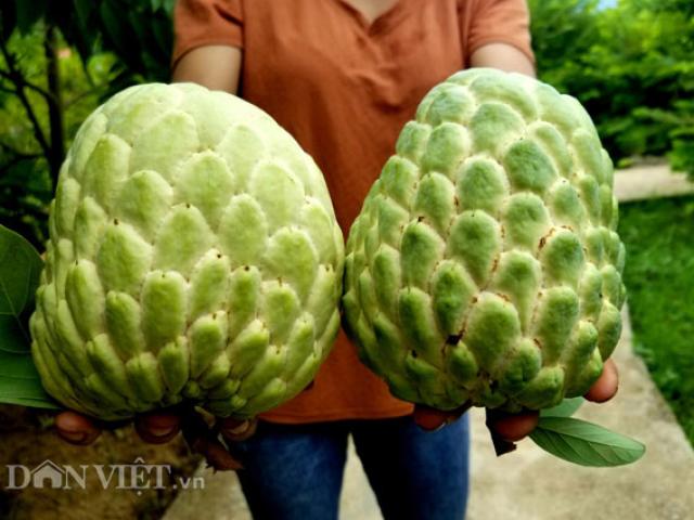 Thị trường - Tiêu dùng - Cận cảnh giống na cho trái "khủng", thu mỗi vụ trung bình 1 triệu/cây