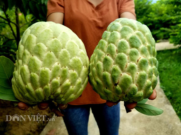 Nhận thấy hiệu quả kinh tế nên hiện gia đình anh Hóa đang mở rộng trồng thêm hơn 100 gốc na Thái này. Nhiều người dân quanh vùng cũng bắt đầu trồng thử. Chính vì vậy, anh Hóa cũng đang lo lắng vì sợ người dân trồng ồ ạt quá, sản lượng tăng lên thì sẽ khó khăn về khâu tiêu thụ. Tuy nhiên hiện tại anh đang rất hài lòng với giống na cho trái "khủng" này về hiệu quả kinh tế nó mang lại.