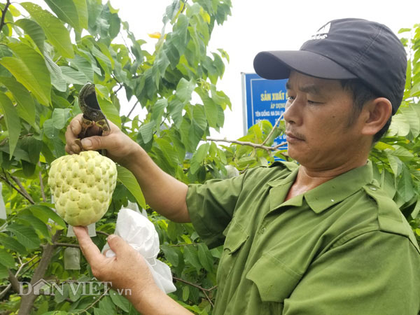 Sau gần 4 năm trồng và chăm sóc, năm 2018 những cây na này cho những trái đầu tiên. Hầu hết, người dân trồng na ở đây đều cảm thấy lạ bởi giống na này cho trái rất to, mắt na mở to nhưng quả ra hơi méo dù gia đình anh Hóa cũng làm phương pháp thụ phấn giống như na dai. 