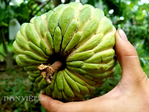 Theo kinh nghiệm của anh Hóa thì giống na thái này rất kỵ đất không khô thoáng, hay ngập úng. Nếu không có hệ thống thoát nước tốt thì loại cây này rất dễ chết úng. Ban đầu anh Hóa trồng thử 50 cây, tuy nhiên do chưa có kinh nghiệm trong trồng và chăm sóc loại na này để vườn bị úng nước dẫn đến 25 cây giống bị chết.