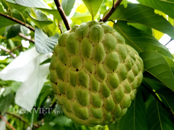 Hiện tại vườn na thái nhà anh Hóa đang còn 25 gốc na cho thu hoạch. Theo anh Hóa thì nếu giống na dai, na bở trồng ở địa phương sau thu hoạch người trồng có từ 200.000-300.000 đồng/cây thì đối với giống na thái này anh Hóa thu trung bình 1 triệu đồng/cây mỗi vụ.