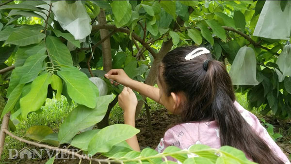 Trung bình mỗi cây hiện anh để từ 10-12 trái để cho na phát triển tốt, quả to đều. Nếu để nhiều quả cây sẽ bị thiếu chất, quả còi và méo mó. Theo anh Hóa giống na này nhìn qua là thấy có sự khác biệt so với giống na dai. Giống na Thái có lá to gấp 2-3 lần lá na dai, cành vươn dài và dáng cây cao hơn giống na bản địa.