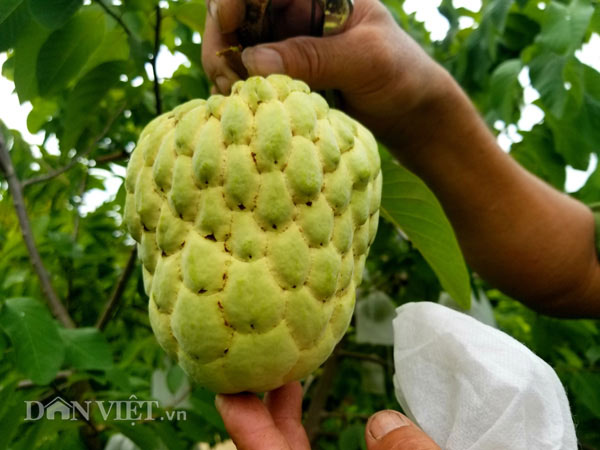 Năm ngoái vườn nhà anh Hóa cho thu hơn 2 tạ những trái na đầu tiên, anh bán với giá 130.000 đồng/kg. Na cắt xong các cơ quan ở huyện đặt mua gần hết, nhiều người tò mò muốn mua ăn thử cũng không còn.