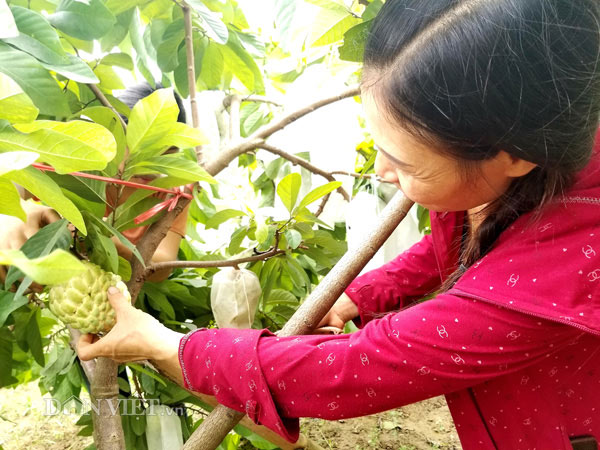 Anh Hóa dự kiến năm nay 25 gốc na thái này cũng sẽ cho thu hoạch trên 2 tạ quả. Hiện tại vườn na mới bắt đầu chín anh Hóa đang tính bán với giá khởi điểm là 100.000 đồng/kg tuy nhiên cũng còn tùy thuộc vào thị trường.