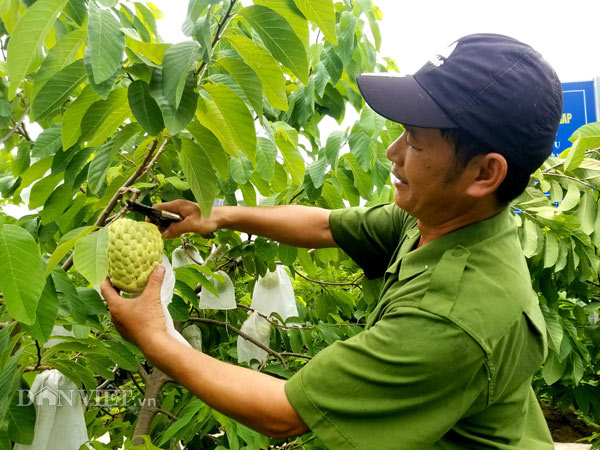 Thường những trái na mắt mở căng là đã có thể thu hoạch. Loại na này khi chín có mùi thơm nhẹ, ăn ngọt nhưng ngọt vừa phải, không ngọt khé như giống na khác. 