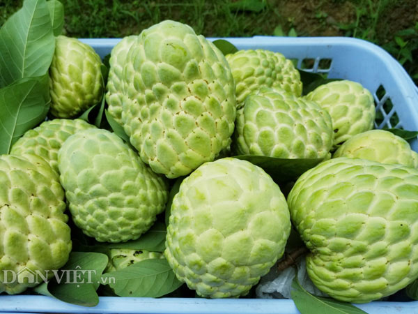 Anh Hóa cho biết thực chất giống na này không hề có hạt, tuy nhiên khi mang về trồng giữa vùng na dai, na bở (có hạt) quá trình thụ phấn có sự tác động nên na thái có hạt nhưng ít.