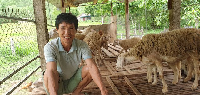 Anh Thái Bá Phú ở xóm 15A, xã Nghĩa Thuận, thị xã Thái Hòa( Nghệ An) là người đầu tiên "đánh liều" mang cừu Ninh Thuận ra để nuôi.