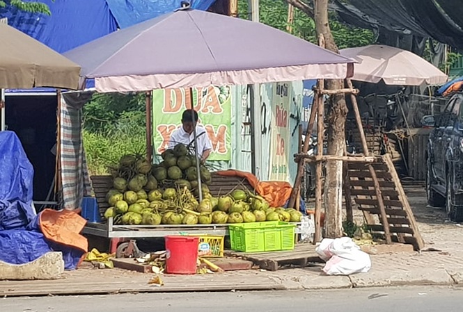 Lán bán dừa xiêm gần chợ Nam Trung Yên (Cầu Giấy) lãi tiền triệu mỗi ngày. Ảnh: N.M