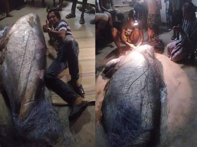 Ngư dân Thái Lan bắt được cá nheo khổng lồ đã 'thành tinh'