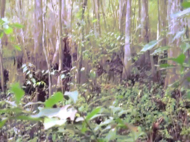 Phi thường - kỳ quặc - Video: Bằng chứng rõ ràng nhất về quái vật huyền thoại “Chân to”