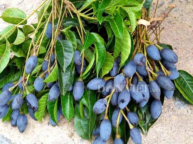 Thị trường - Tiêu dùng - Những cây trám khổng lồ ở Lạng Sơn vào mùa hái cả tạ quả ngon