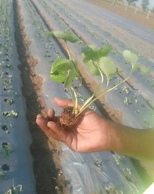 Deepak trồng 15.000 cây dâu tây trên 0,4 ha.