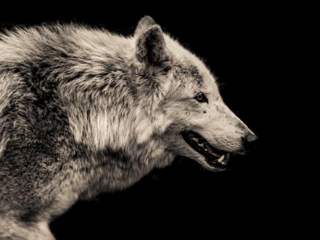 3 con sói rủ nhau đi săn, bị con mồi đuổi ngược chạy ”bán sống bán chết”