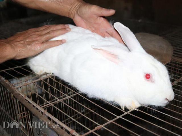 Thị trường - Tiêu dùng - Lai Châu: Nuôi giống thỏ mắn đẻ, vừa khỏe người lại có tiền tiêu