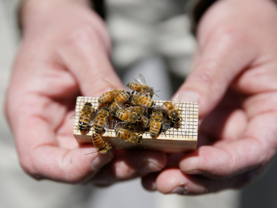 Ong mật đóng vai trò quan trọng trong chuỗi sản xuất toàn cầu (Nguồn: BI)