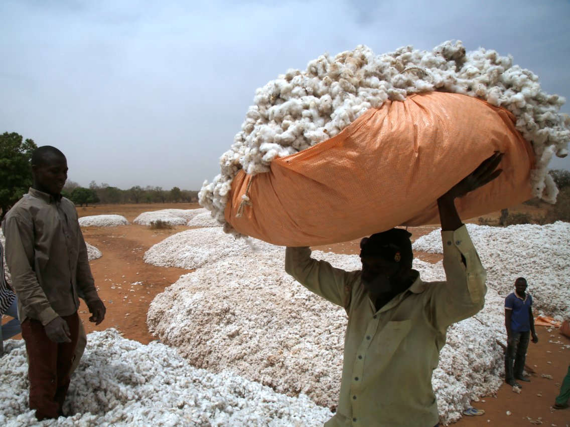 Ngành công nghiệp sản xuất bông sẽ sụp đổ nếu không có ong mật thụ phấn (Nguồn: BI)