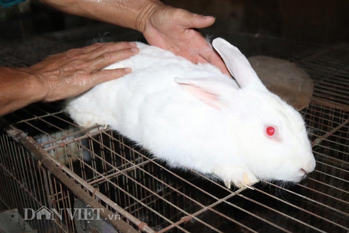 Đàn thỏ giống Newzealand của ông Hùng luôn béo tốt, khỏe mạnh.