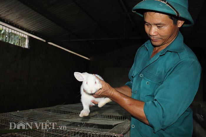 Chuồng nuôi thỏ của ông Hùng được phân thành nhiều khu nuôi: Khu nuôi thỏ thịt thương phẩm, khu nuôi thỏ con, khu nuôi thỏ nái.