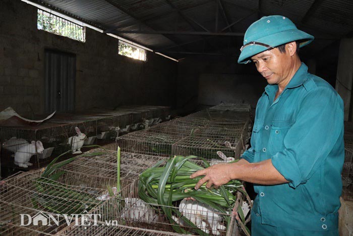 Ông Hùng trồng cỏ VA06 để nuôi thỏ.