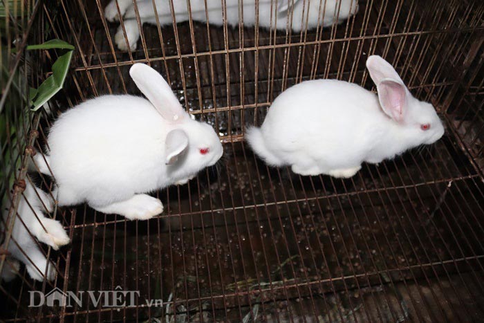 Theo ông Hùng, thỏ có sức đề kháng cao nên nuôi thỏ khá nhàn mà giá trị kinh tế lại cao.