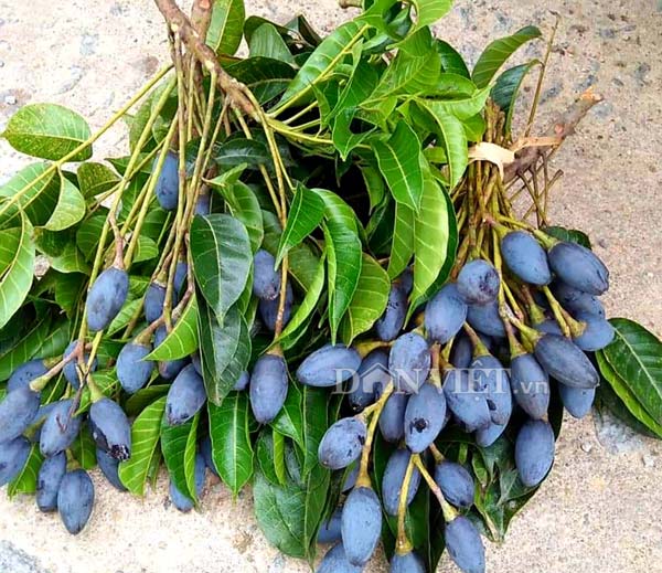 Trước đây trám đen được trồng chủ yếu trong rừng, trên đồi nên quá trình thu hái rất vất vả.