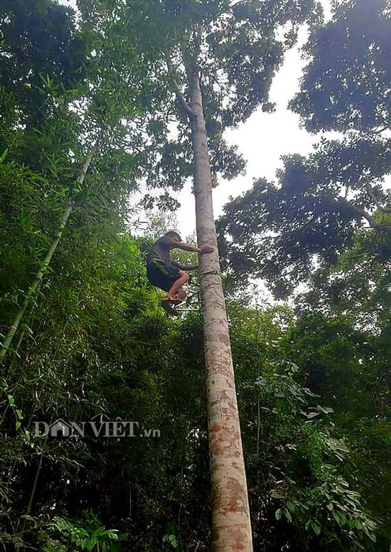 Ở Lạng Sơn có nhiều cây trám to cao, khổng lồ và thân trơn nên việc trèo hái rất vất vả.