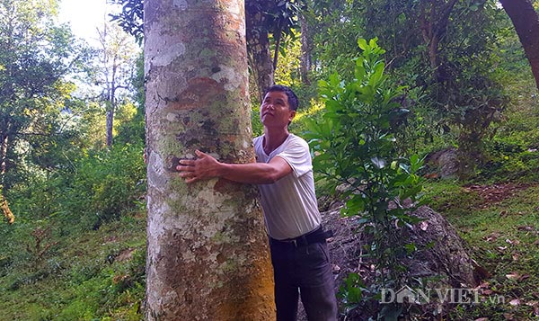Cây trám đặc biệt thương lái Trung Quốc thu với giá cao ngất của gia đình ông Độ năm nay khá nhiều quả, tuy nhiên cây cao khó trèo nên gia đình ông phải thuê người trèo hái.
