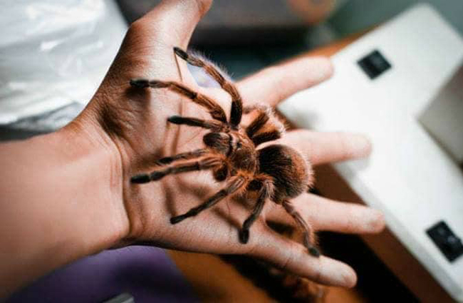Những con nhện này đa phần được nam sinh đi mua tại một số cửa hàng ở Việt Nam, một số con nhờ bạn bè xách tay từ nước ngoài về.