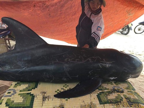 Con cá voi nặng 150kg được phát hiện ở biển Kỳ Phú.