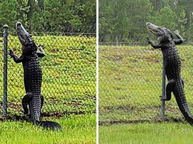 Phi thường - kỳ quặc - Mỹ: Hãi hùng cảnh cá sấu “lên bờ” tung hoành, trèo hàng rào như trong phim kinh dị