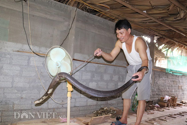 Sau khi nuôi thành công rắn hổ, ông Bình đã được Chi cục Kiểm lâm tỉnh Lào Cai cấp giấy phép.