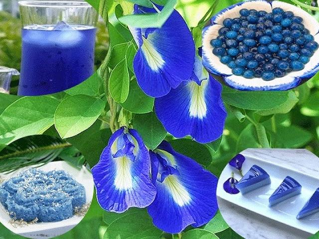 Sức khỏe đời sống - "Thần dược" hoa đậu biếc chữa bách bệnh, cả ung thư, tiểu đường?