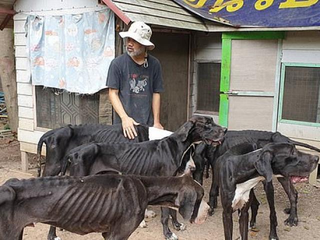 15 con chó bị bỏ đói gầy trơ xương, vua Thái Lan ra lệnh bất ngờ