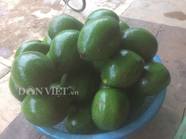 Hiện tại chị Trang bán 45.000 đồng - 50.000/kg bơ sáp hái tại vườn. Bơ hái ra đến đâu đều được thương lái lấy hết đến đó, chưa bao giờ bơ Mộc Châu dội chợ, ế ẩm...