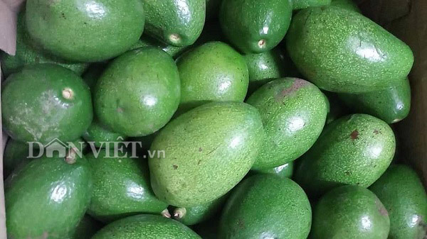Hiện nay trên địa bàn huyện Mộc Châu, tỉnh Sơn La có diện tích bơ đạt 405 ha.