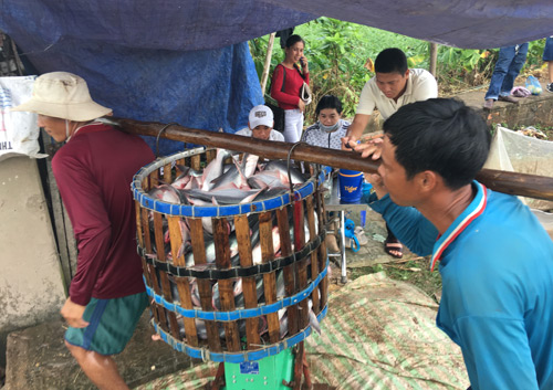Thu hoạch cá tra ở HTX cá tra Thới An, quận Ô Môn, TP.CầnThơ. &nbsp;(ảnh: Huỳnh Xây)