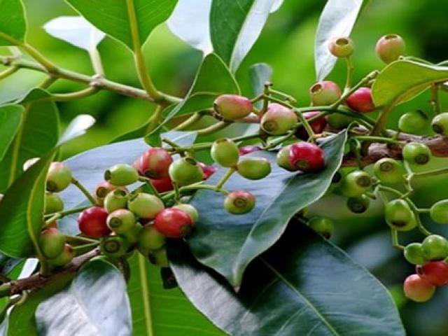 Sức khỏe đời sống - Thứ lá rẻ như "cho không" tốt cho người bệnh gout và mỡ máu